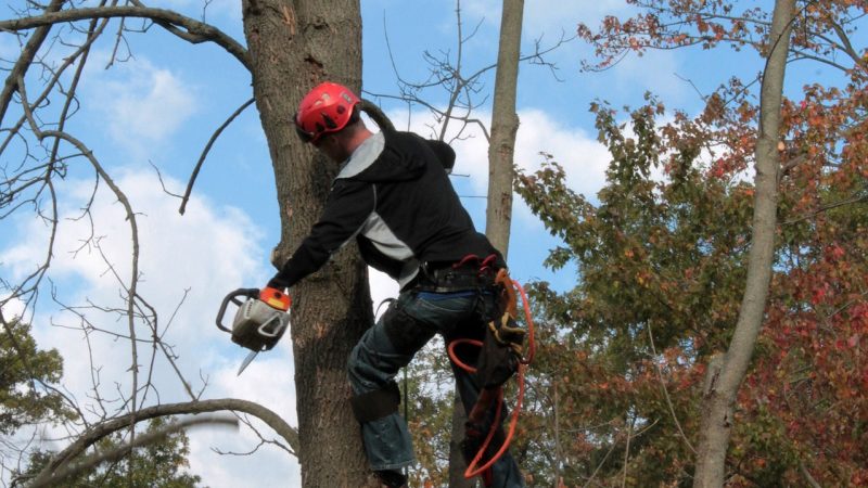 Comment trouver un arboriculteur certifié au Québec ?