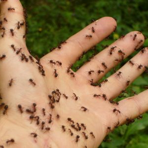 Quels sont les caractéristiques des fourmis charpentières ?